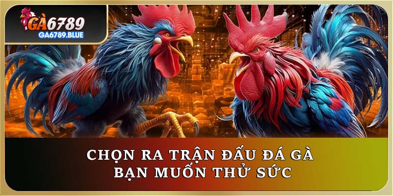 Chọn ra trận đấu đá gà bạn muốn thử sức