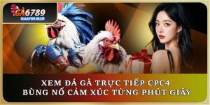 Xem Đá Gà Trực Tiếp CPC4 - Bùng Nổ Cảm Xúc Từng Phút Giây