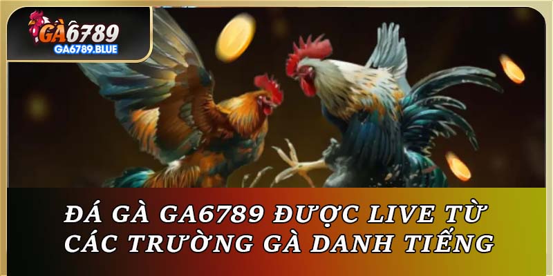 Đá gà GA6789 được live từ các trường gà danh tiếng