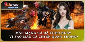 Màu Mạng Gà Đá Theo Ngày – Vì Sao Màu Gà Chiến Quan Trọng?