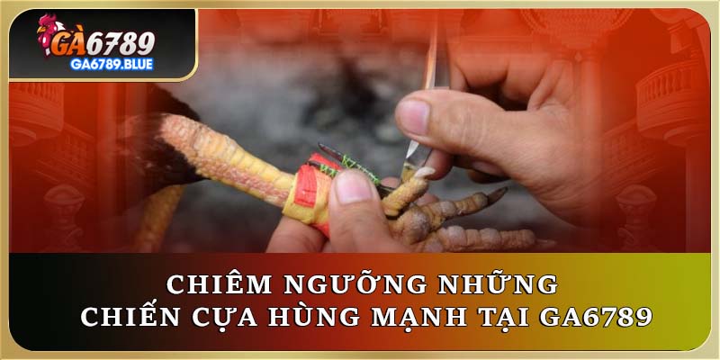 Chiêm ngưỡng những chiến cựa hùng mạnh tại Ga6789