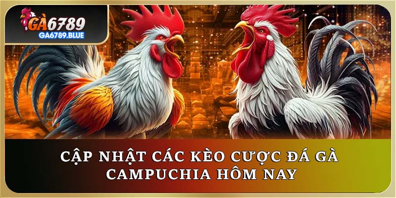 Cập nhật các kèo cược đá gà Campuchia hôm nay